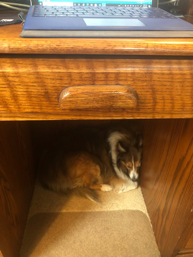 dog under desk